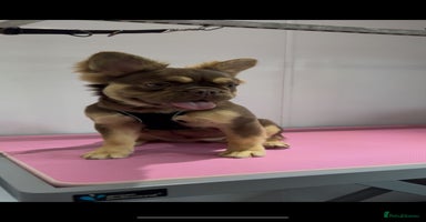 French Bulldog dogs in Bath - Advert 8