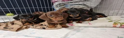 Miniature Dachshund dogs for stud: Miniature Smooth Dachshund in Cinderford - Advert 8