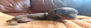 Miniature Dachshund 1