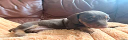 Miniature Dachshund dogs for sale: Miniature Dachshund Puppies - Advert 3