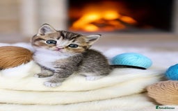 Scottish Fold cats for sale: Bundle of 11 Scottish fold Straight Ears Kittens - Image 20