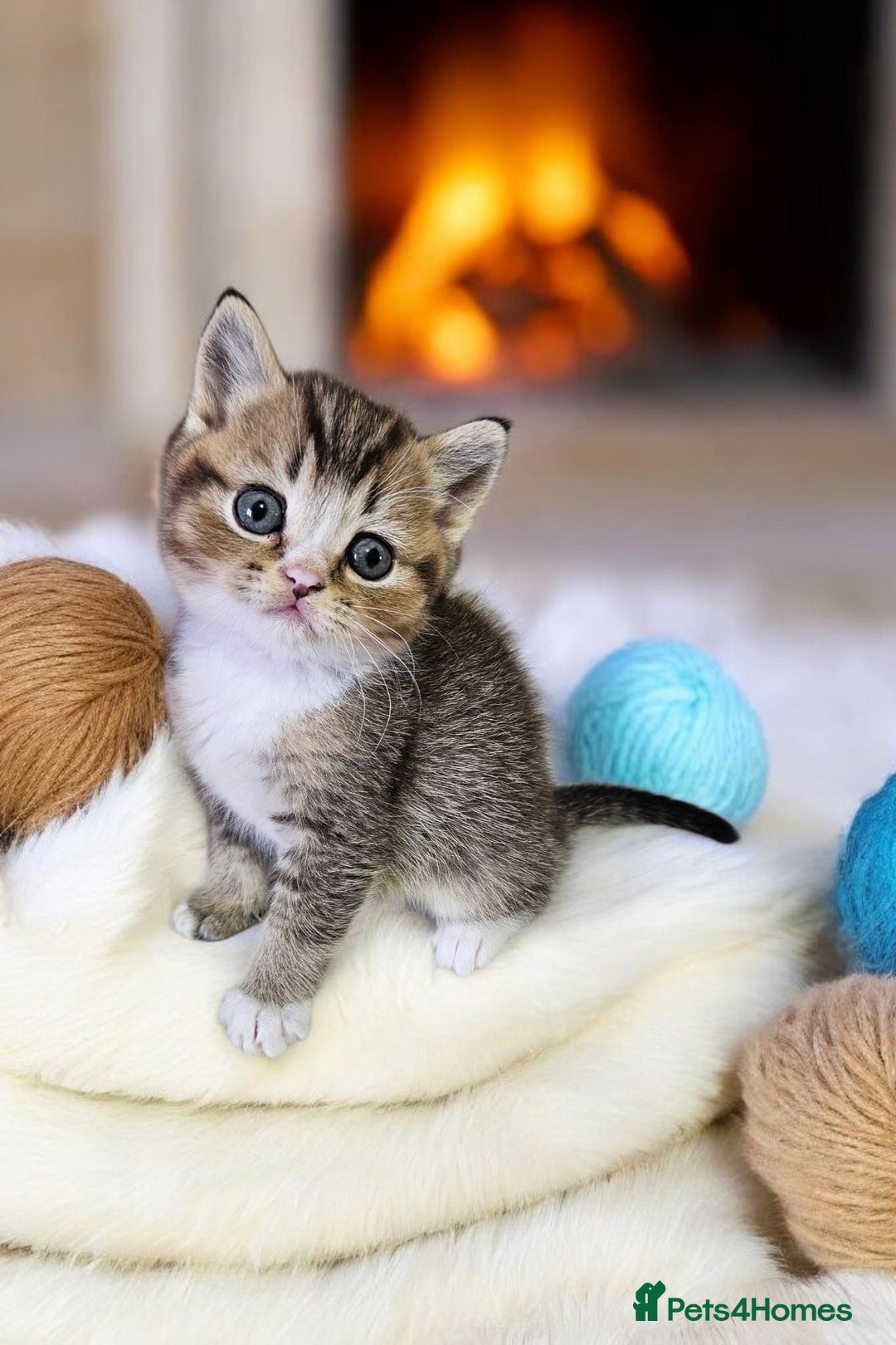 Scottish Fold cats for sale: Bundle of 11 Scottish fold Straight Ears Kittens - Image 20