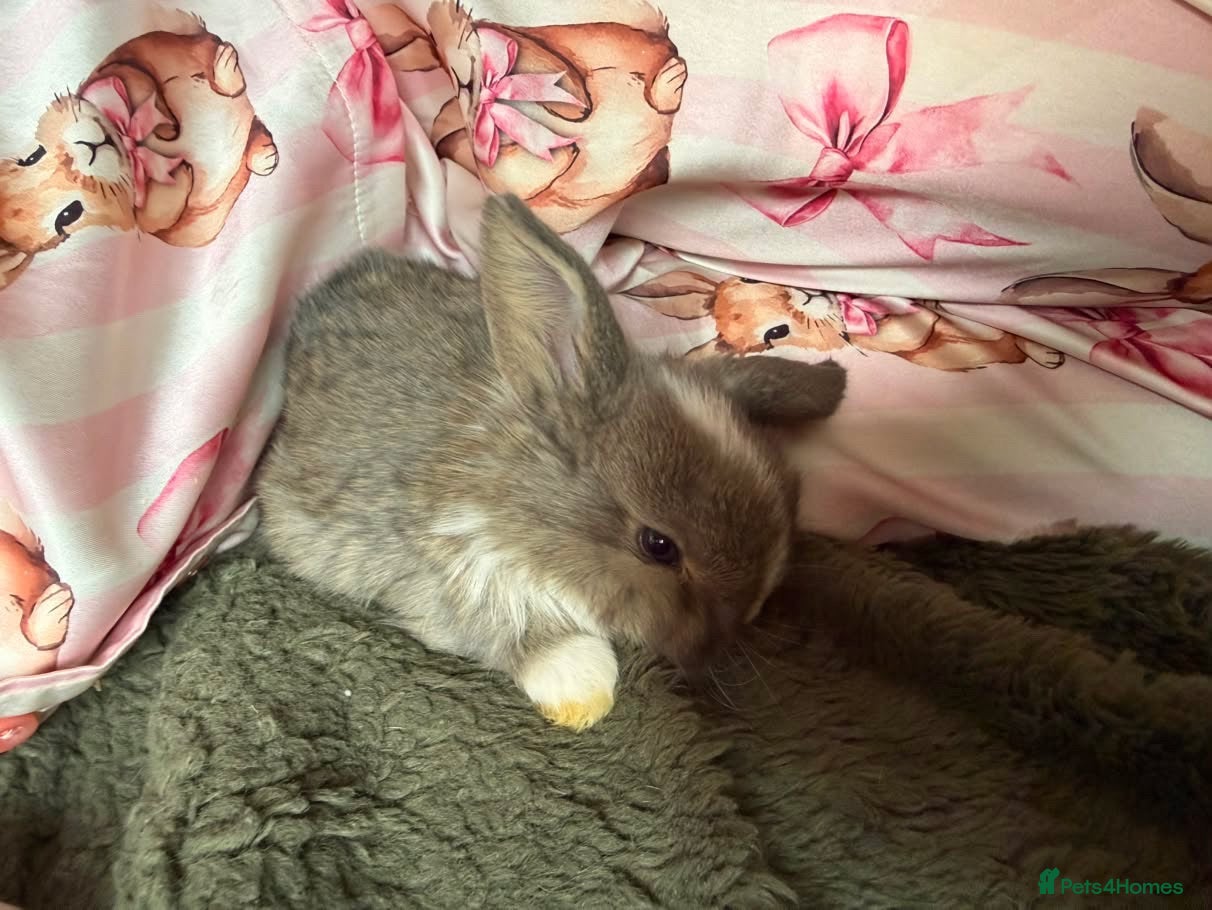 Mini Lop rabbits Beautiful mini lops to reserve - Advert 2