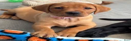 Labrador Retriever dogs for sale: Girls - Fully Health tested parents, Red & golden - Advert 2