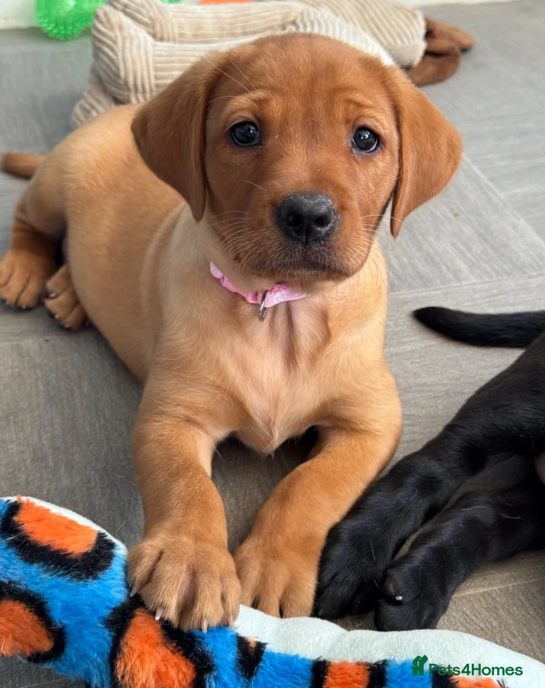 Labrador Retriever dogs for sale: Girls - Fully Health tested parents, Red & golden - Advert 2