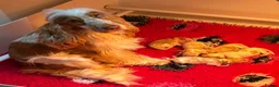 Cocker Spaniel dogs for sale: KC Reg, Show Cocker Spaniel pups, 100% clear in Darwen - Advert 5