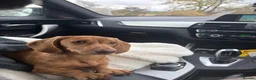 Miniature Dachshund dogs for sale: Mini dachshund For sale  in Cumnock - Advert 3