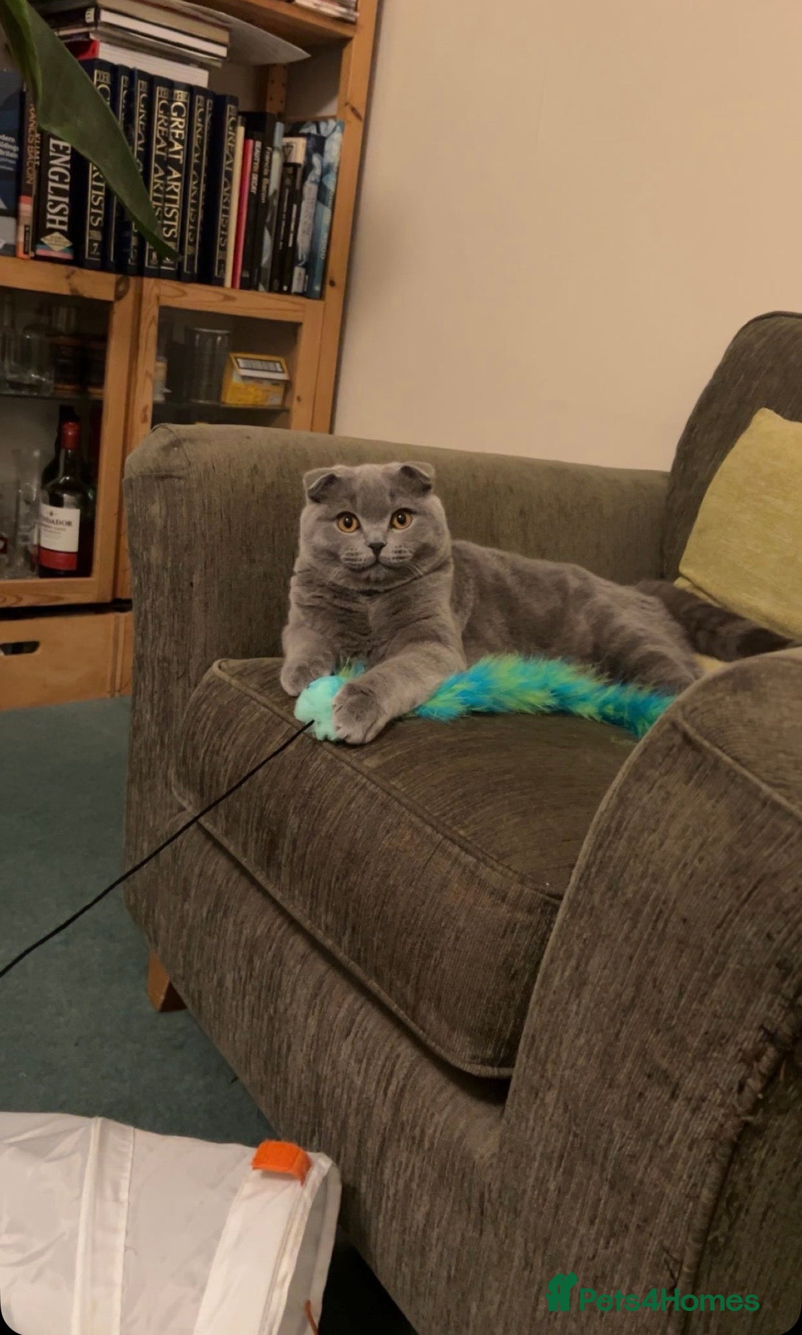 Scottish Fold cats Scottish Fold Stud  - Advert 1