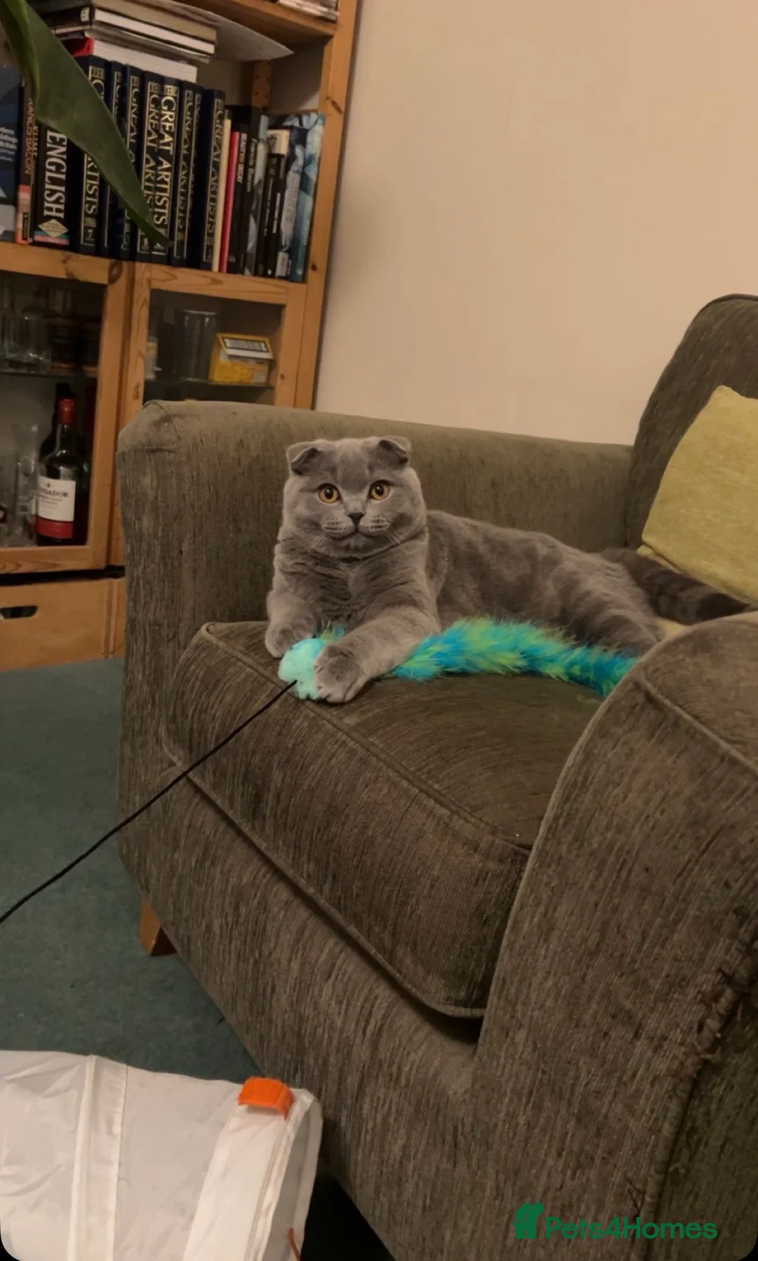 Scottish Fold cats for stud: Scottish Fold Stud  - Advert 1