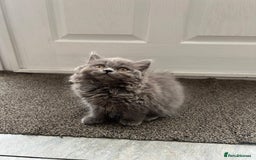 British Shorthair cats for sale: Gorgeous Brittsh Kittens Fully Vaccinated  - Image 14