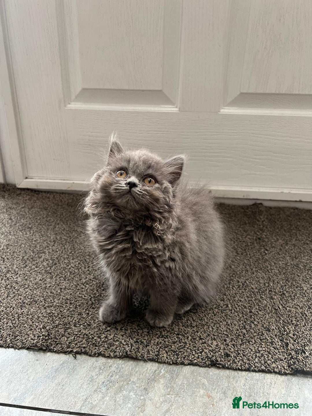 British Shorthair cats for sale: Gorgeous Brittsh Kittens Fully Vaccinated  - Image 14