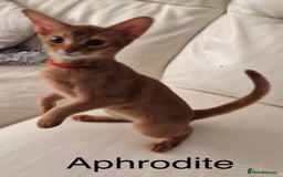 Abyssinian cats for sale: Abyssinian kittens looking for their new home - Image 9