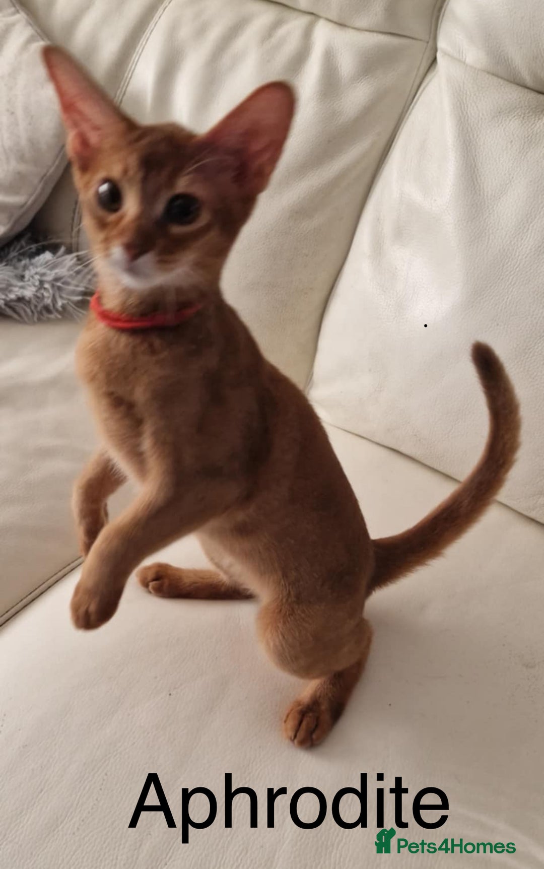 Abyssinian cats for sale: Abyssinian kittens looking for their new home - Image 9