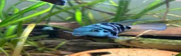 Cichlids fish for sale: DISCOUNT - POLAR BLUE CICHLIDS FRY - Advert 10