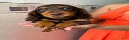 Miniature Dachshund dogs for sale: Long haired miniature dachshund  - Advert 14