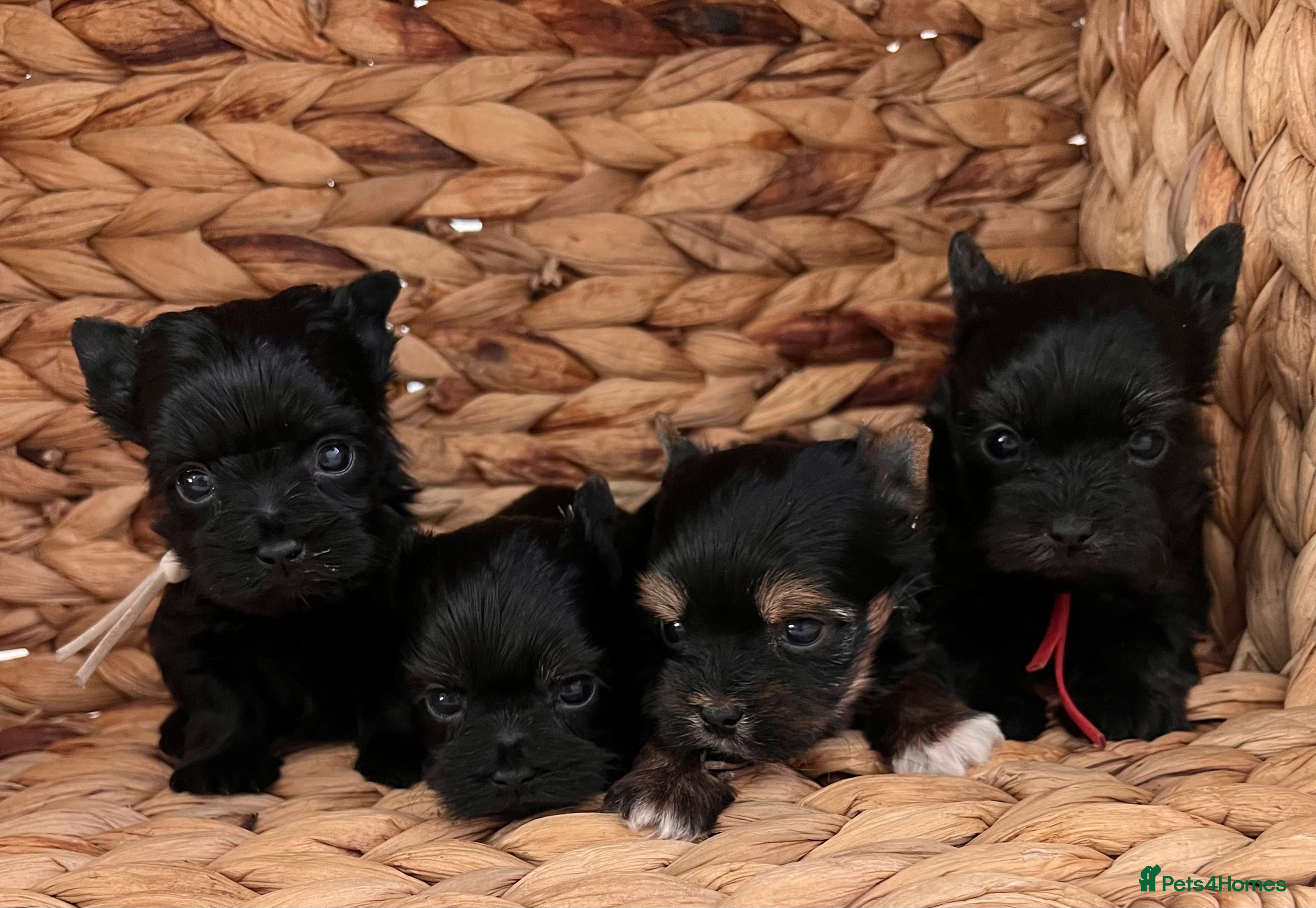 Yorkshire Terrier dogs ❀ Miniature Yorkshire Terriers – 4 Girls  ❀ - Advert 1