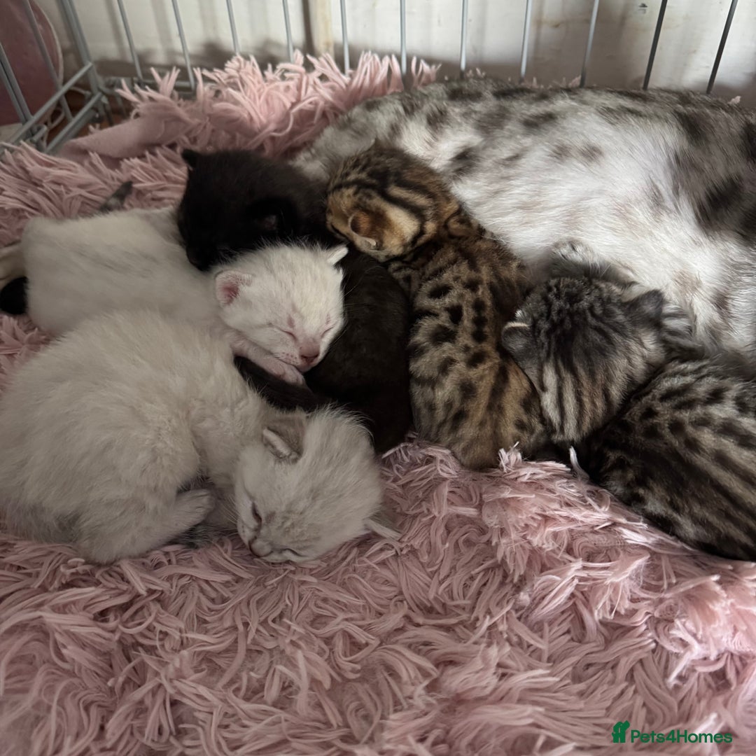 Bengal cats for sale: Beautiful Bengal Kittens - only GIRL available  - Advert 16