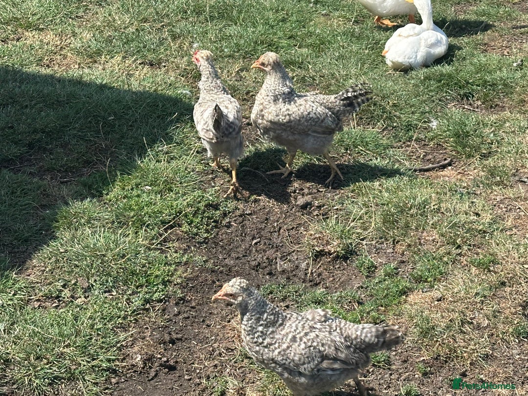 Chickens poultry for sale: CREAM LEGBAR AND BLACK CUCKOO MARAN COCKERELS  - Image 5
