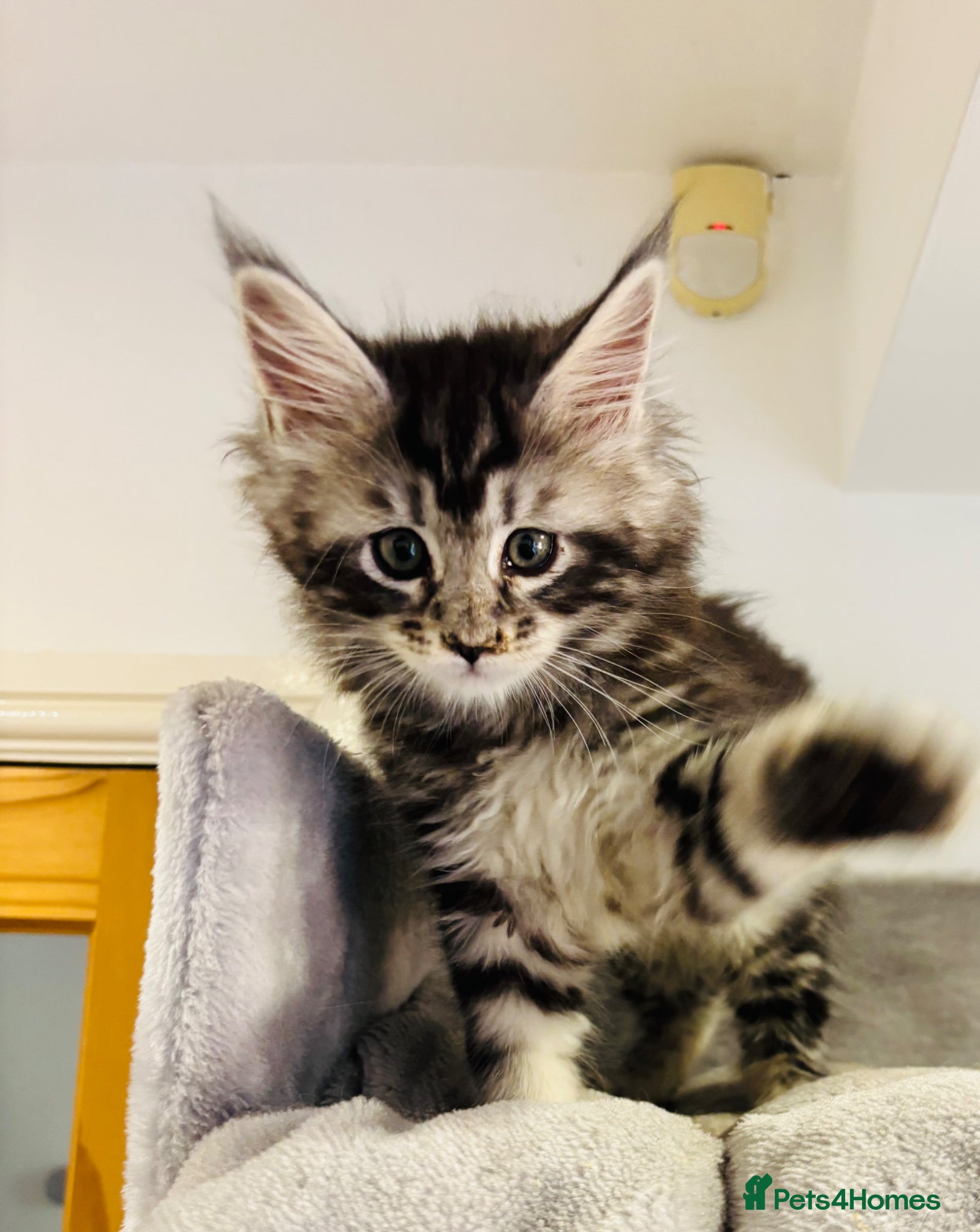 Maine Coon cats Beautiful chunky Maine Coon Kittens   - Advert 7