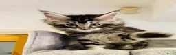 Maine Coon cats for sale: Beautiful chunky Maine Coon Kittens   - Advert 2