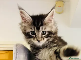 Maine Coon cats Beautiful chunky Maine Coon Kittens - Advert 2