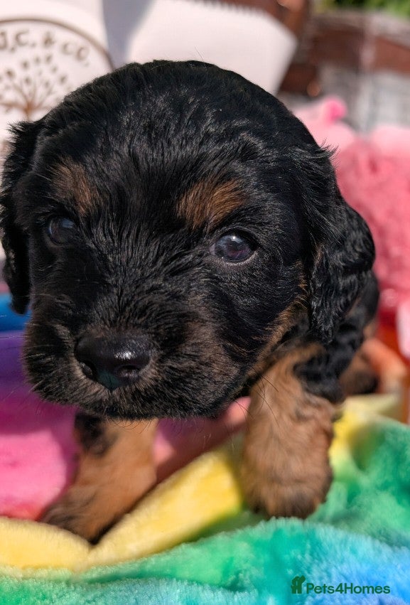 Cavapoo dogs Stunning Black & tan F1 Toy Cavapoo Puppies  - Advert 1
