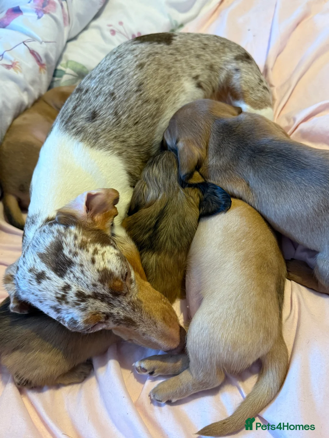 Miniature Dachshund dogs for sale: KC Miniature Dachshund, READY NOW  - Advert 2