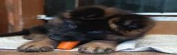 German Shepherd dogs for sale: KC PUPPIES FOR SALE - Advert 10