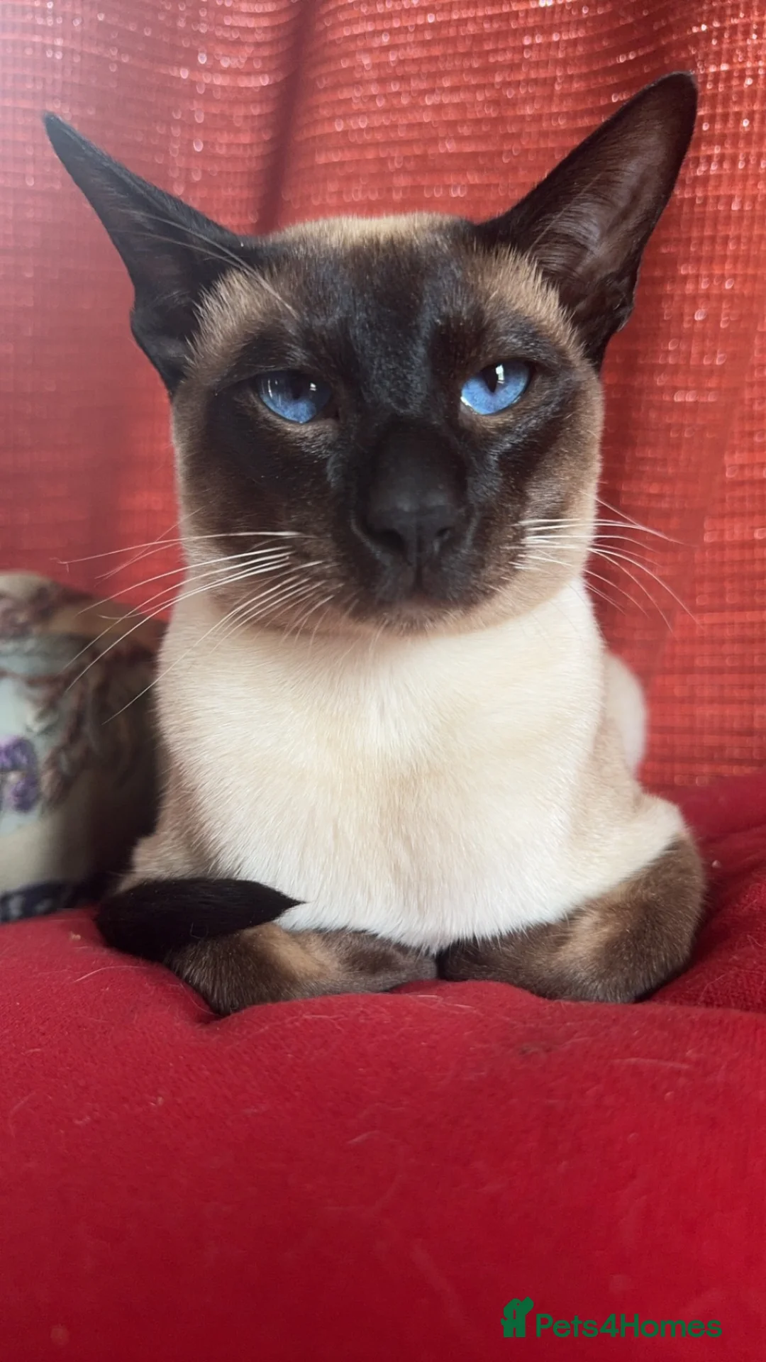 Siamese cats for sale: Siamese kittens- seal/Chocolate point  in Llanelli - Advert 1
