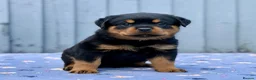 Rottweiler dogs for sale: 5 Exceptional KC Registered Rottweiler Puppies - Advert 4