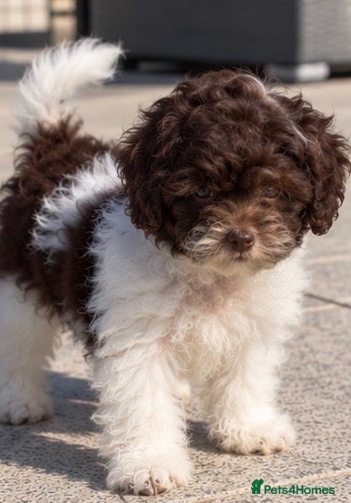 Toy Poodle dogs 🐾 3 Gorgeous Asian Poodle Puppies 🐾 - Advert 2