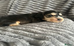 Cocker Spaniel dogs for sale: 🐾Cocker Spaniel Puppies-Ready in 5 Weeks🐾 - Image 29