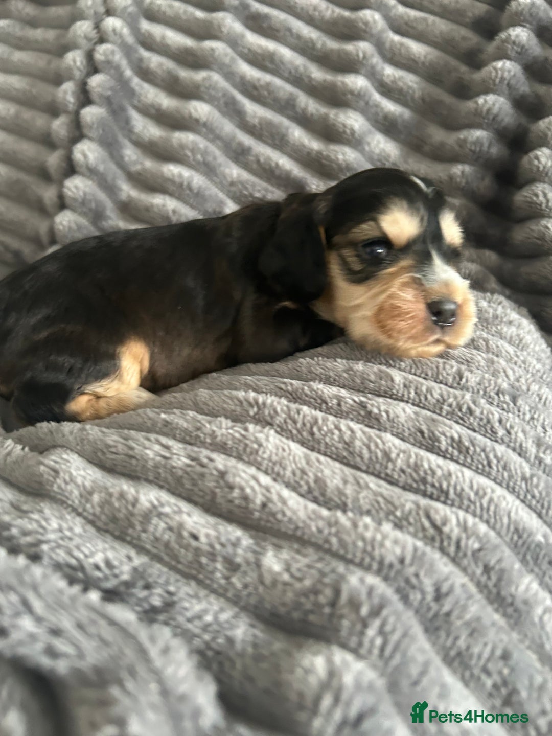 Cocker Spaniel dogs for sale: 🐾Cocker Spaniel Puppies-Ready in 5 Weeks🐾 - Image 29