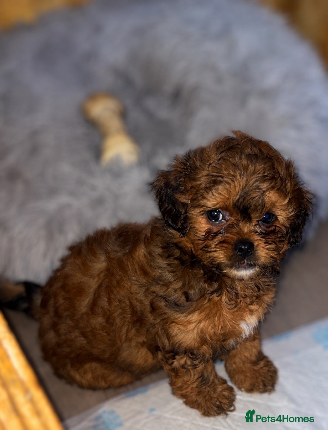 Shihpoo dogs Beautiful F1 Shihpoos - Advert 2