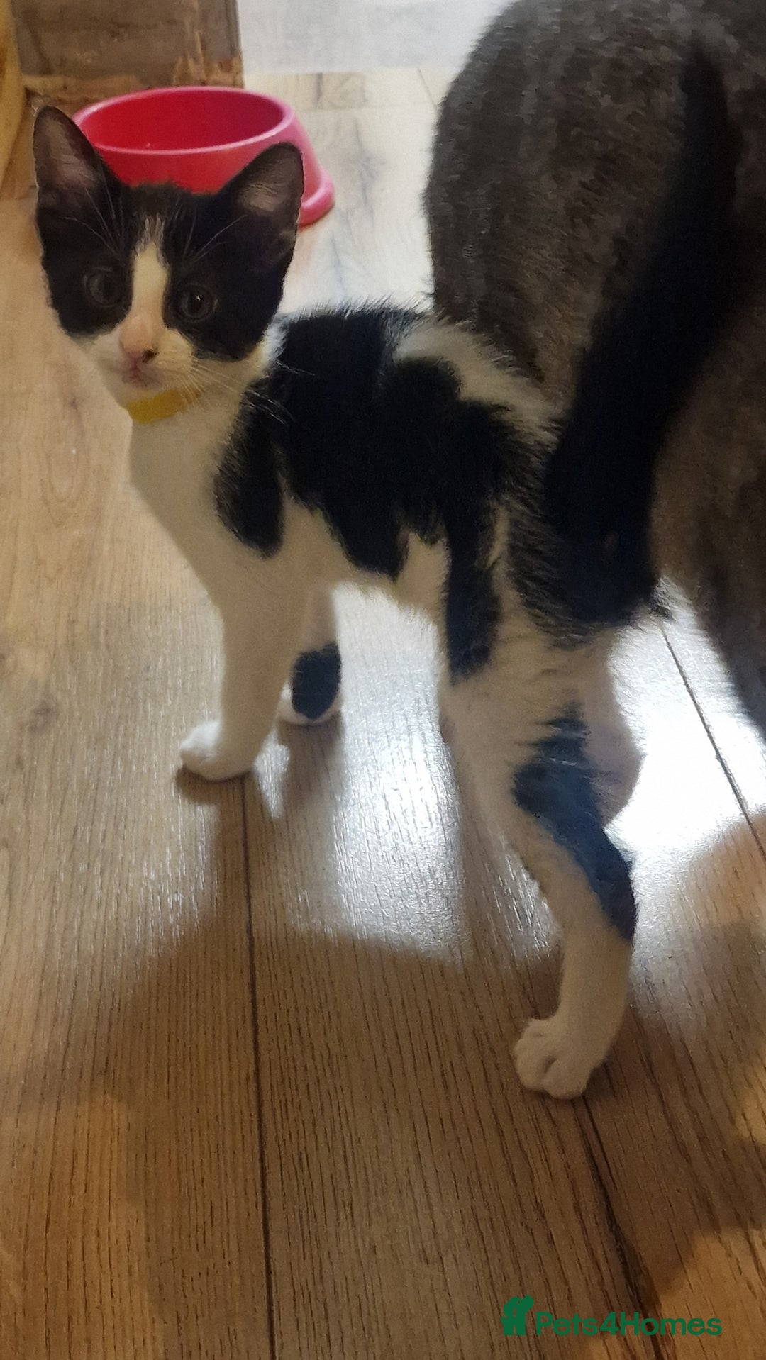 Mixed Breed cats for sale: 1 black and white kitten  - Image 2
