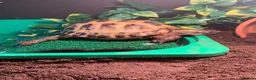Tortoise reptiles for sale: Make Horsefeild tortoise and whole set up for sale in Northampton - Advert 3