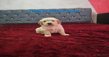 Golden Retriever dogs - Advert 3