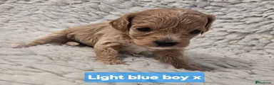 Mixed Breed 2