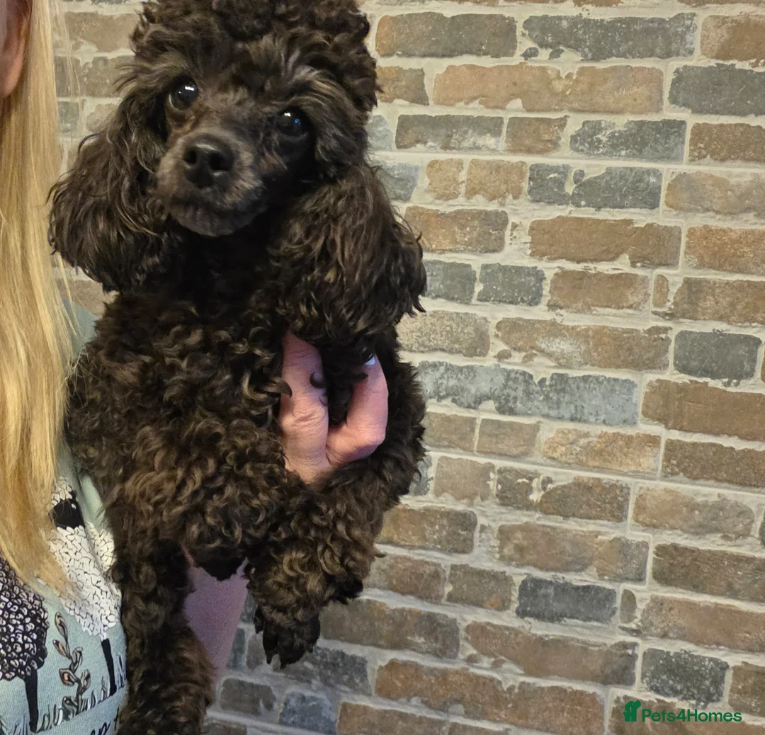 Toy Poodle dogs for sale: Tiny toy poodle female  - Advert 2