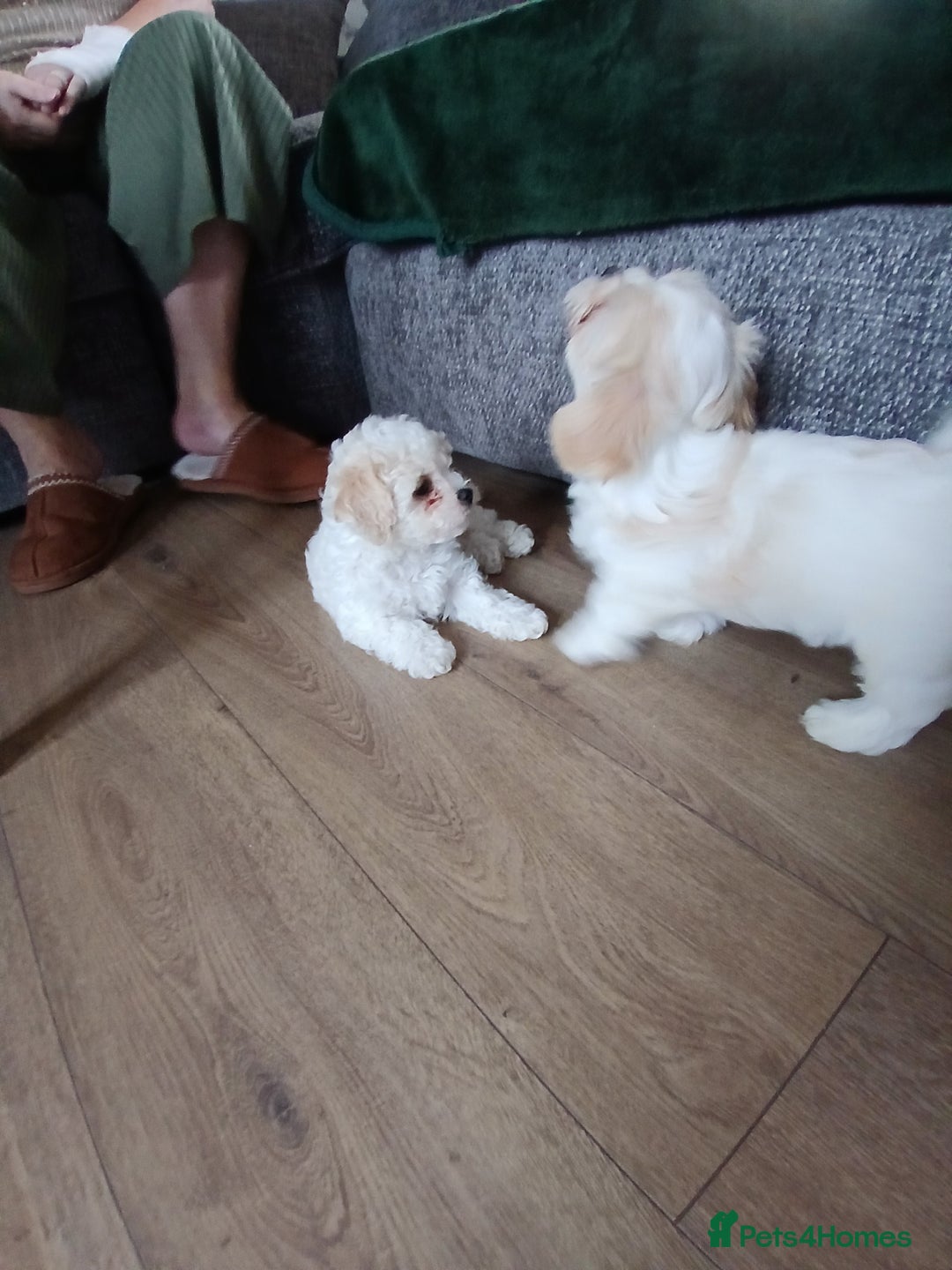 Cavachon dogs for sale: Beautiful Cavachon puppies  - Image 6