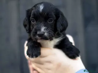 Sprocker dogs Stunning sprocker pups 💕🐶 - Advert 9
