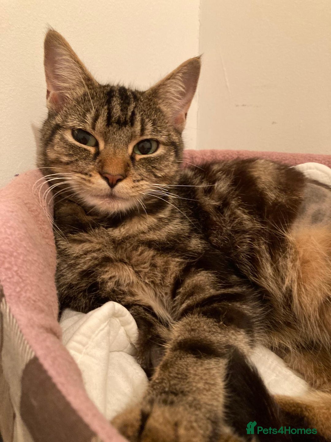 Domestic Shorthair cats for adoption: Beautiful girl in need of perfect forever home - Advert 2