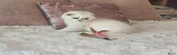 Scottish Fold cats for sale: Tica full pedigree scottish fold kittens london  - Advert 34