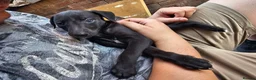 Whippet dogs for sale: Whippet puppies for sale - Advert 24
