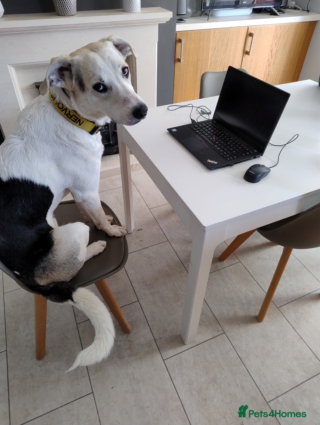 Mixed Breed dogs for adoption: 11 Month Old George is looking for a new home - Image 7