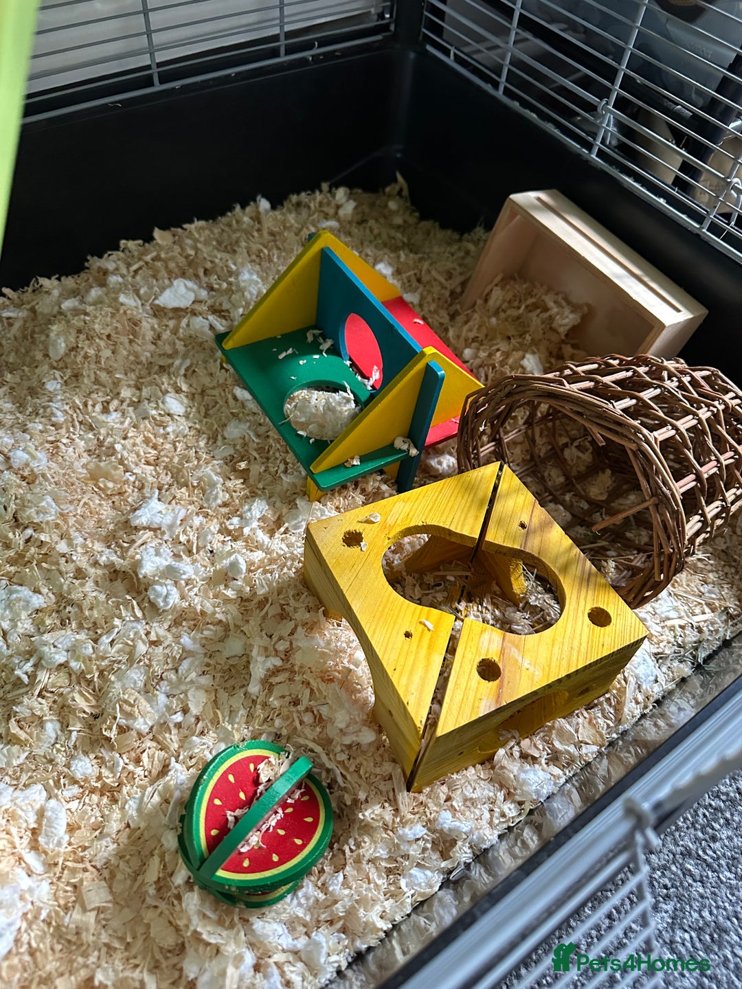 Hamster rodents for sale: Syrian Hamster with Full Setup  - Image 6