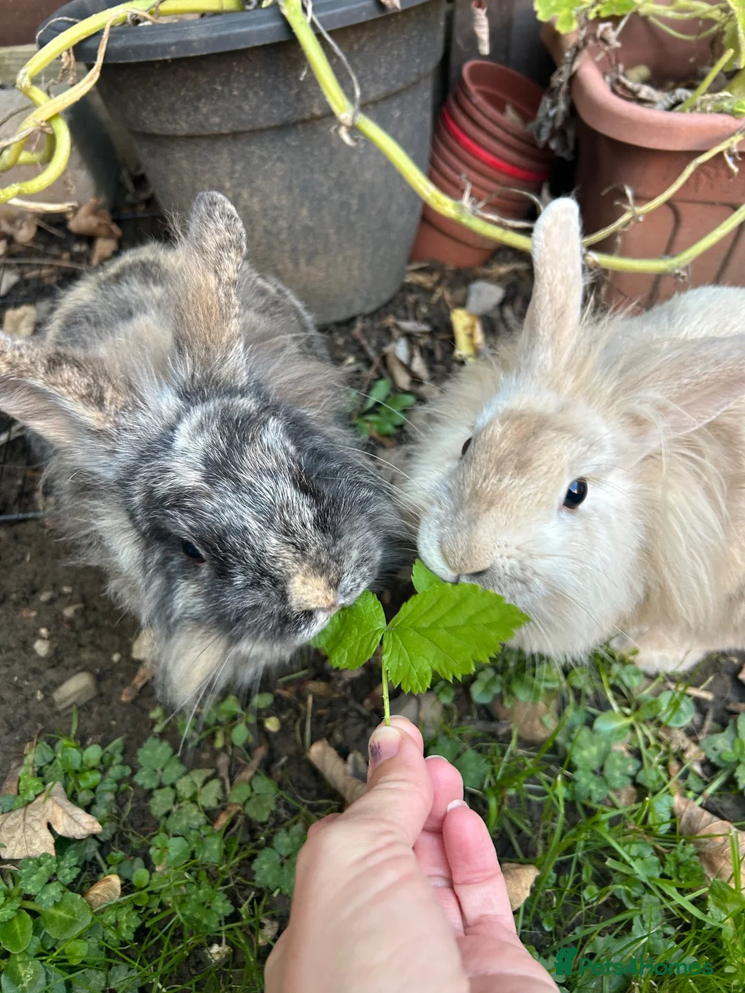 Lionhead rabbits for sale: Male and female bonded rabbits in Swansea - Advert 1