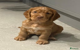Cocker Spaniel dogs for sale: KC Registered Cocker Spaniel (Working) Puppies - Image 13
