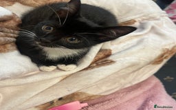 Mixed Breed cats for sale: 2 gorgeous playful kittens - Image 12
