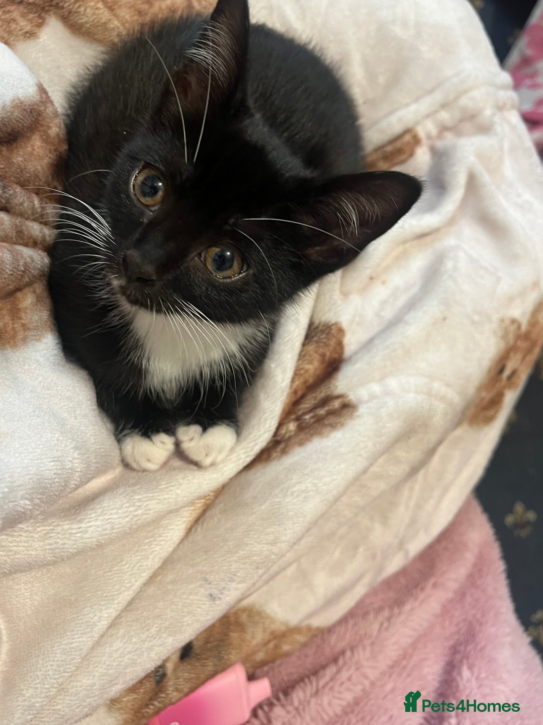 Mixed Breed cats for sale: 2 gorgeous playful kittens - Image 12